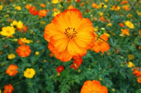 FLOWERS - leaves, petals, nature, colors