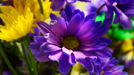 DAISIES - leaves, petals, nature, colors