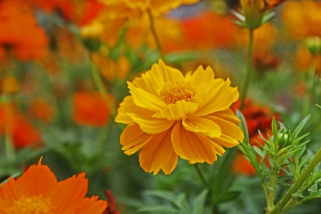 FLOWERS - leaves, colors, stems, petals