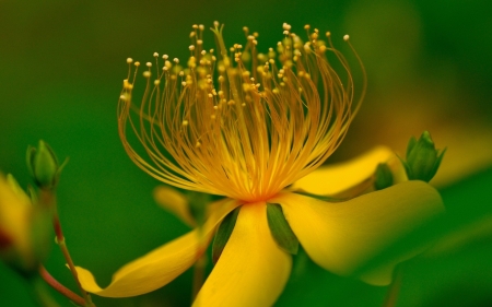 FLOWER - leaves, petals, nature, colors