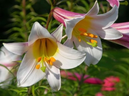 LILLIES - nature, colors, stems, petals