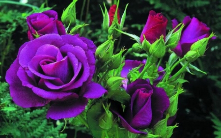 ROSES - leaves, colors, stems, petals