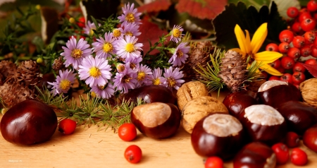 Autumn composition - pretty, decoration, colors, still life, composition, leaves, flowers, fall, autumn, chestnuts, foliage