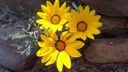 Brilliant Yellow Sunshine - bright, nature, yellow, petals, sunny, flowers