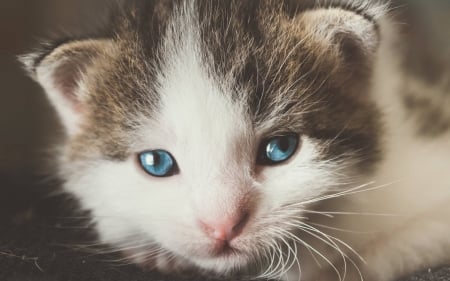 Kitten - face, pisica, animal, cute, kitten, blue eyes