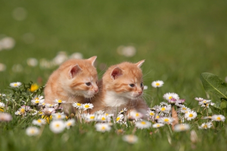 Kittens - summer, ginger, flower, cat, pisica, kitten, green, cute, field, couple