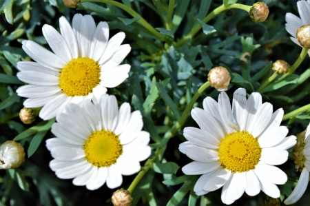 Daisies in the Sun