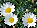 Daisies in the Sun