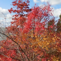 Canadian Autumn