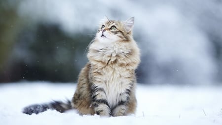 Maine Coon - animal, Maine Coon, snow, Long haired, wild, cat