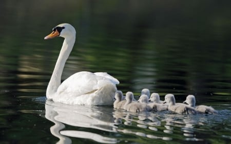 Swan with Swanlings - mother, ducklings, swan, river