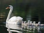 Swan with Swanlings