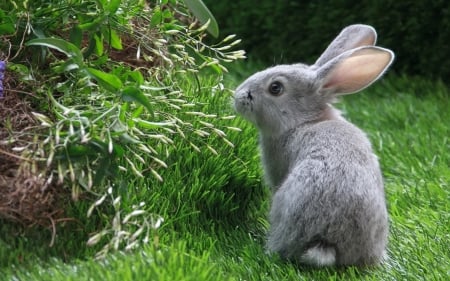 A beautiful Bunny Rabbit - rabbit, bunny, forest, beautiful