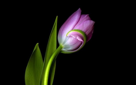 Purple Love - tulip, flower, purple, amazing