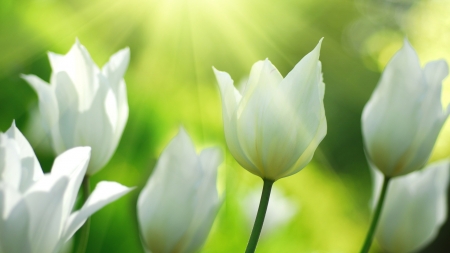 White Tulips - field, white, tulip, flower