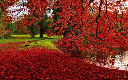 Fallen Red Leaves - trees, nature, autumn, red, fallen, leaves