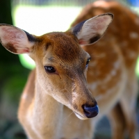 Spotted Fallow Deer