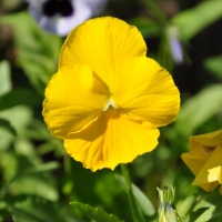 Yellow Pansy