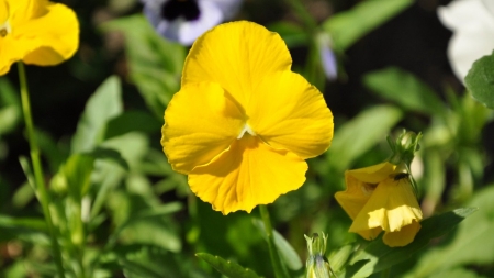 Yellow Pansy - nature, yellow, pansy, flower, petals, plant