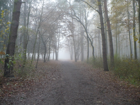 way into fog - path, trees, fog, foggy, forest, way