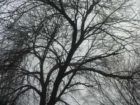 black tree - branches, forest, branch, fog, tree, black