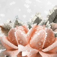 Frosty Peach Roses