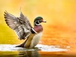 Wood Duck Landing