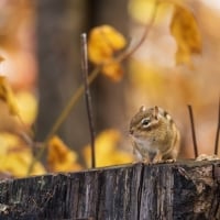 Adorable Chipmunk