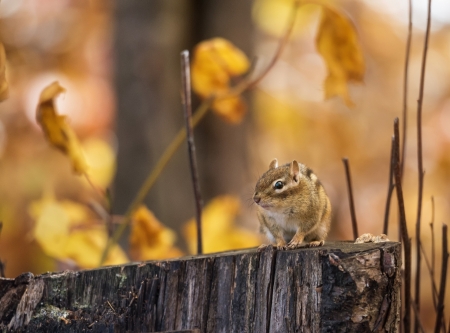 Adorable Chipmunk - Cute Animals, Animals, Chipmunks, Rodents