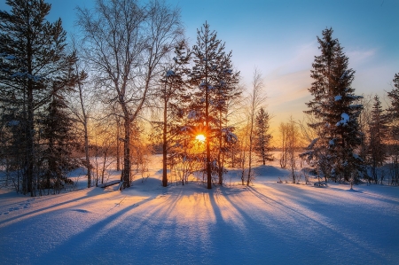 â™¥ - winter, nature, tree, snow