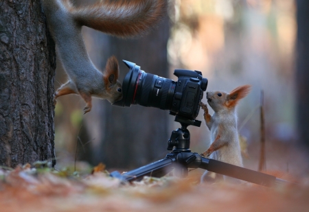 â™¥ - squirrels, funny, animals, camera