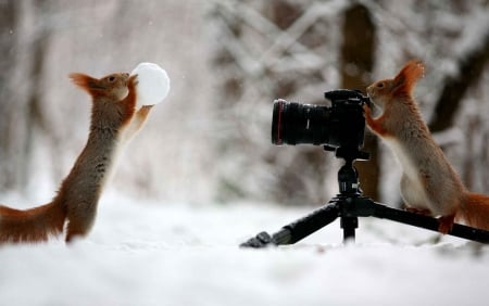 â™¥ - funny, squirrels, camera, animals