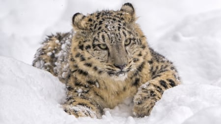 Snow Leopard - Snow, leopard, nature, paw