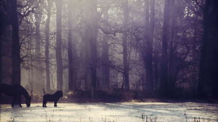 Forest - Forest, nature, horse, tree