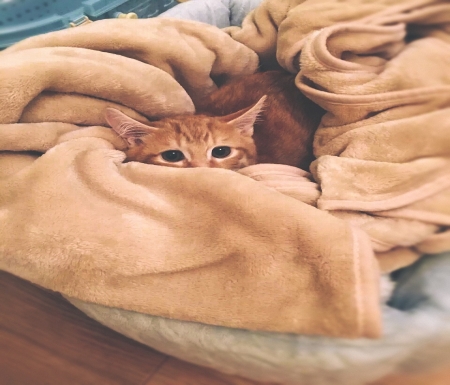 A cat in its bed