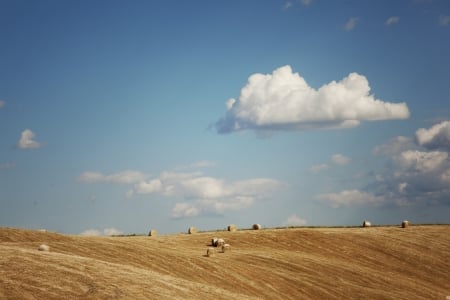 Field - field, sky, barn, nature