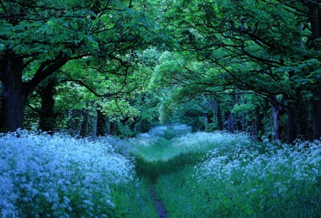 Flowers in the Forest - nature, the, forest, flowers, in