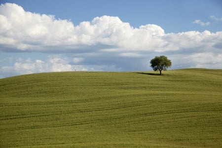 Landscape - tree, nature, landscape, grass