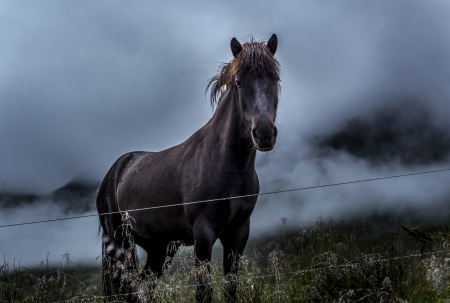 Horse - animal, nature, horse, wild