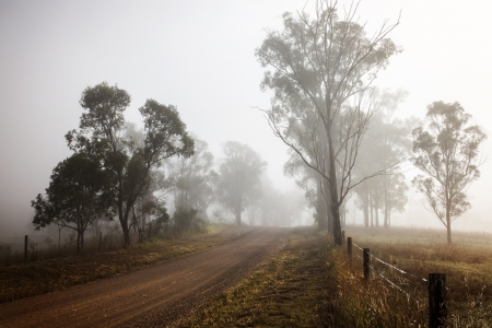 Mist Forest - Mist, nature, fog, tree