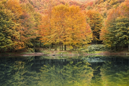 Reflection - lake, tree, nature, reflection