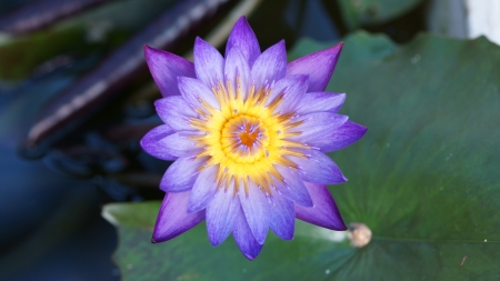 Tropical water lily