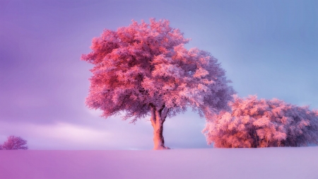 Winter sunrise - nature, trees, pink, snow, winter