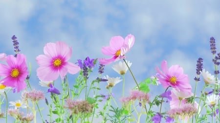 Spring flowers - nature, tree, flowers, spring