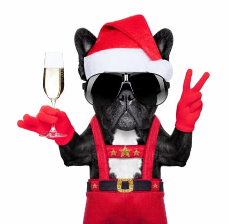 Merry Christmas and Happy New Year! - hat, dog, cool, year, christmas, black, santa, white, craciun, funny, card, new, glass, sunglasses