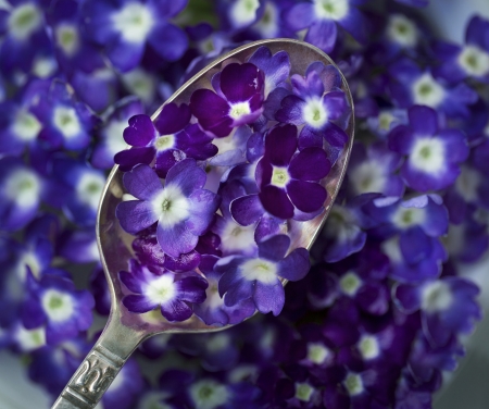 Purple flowers - white, spoon, purple, flower