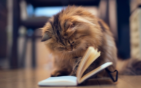 Curious cat - ben torode, pisica, kitten, funny, book, cute, daisy, cat