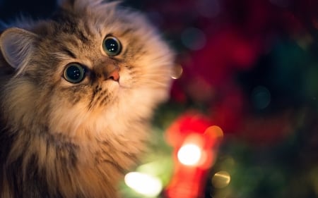 Wonder - daisy, cat, wonder, christmas, pisica, ben torode, craciun, kitten, lights, face