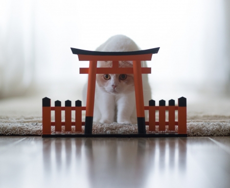 Curious - cat, pisica, ben torode, white, animal, funny, red, cute, temple, asian