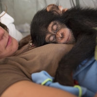 Chimpanzee Conservation Center